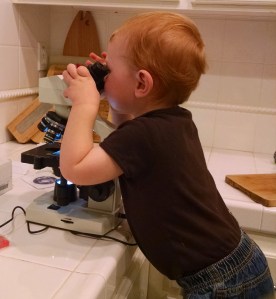 A future microbiologist (?) taking a his first look through a microscope.