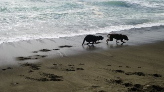Penny and Chewie running on the beach.