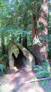 Redwood log next to campsite 40.
