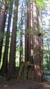 Stand of young redwoods.