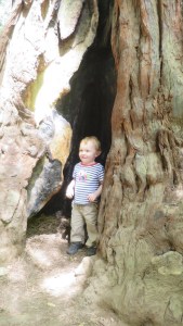 Alex checking out a hollow in a tree.