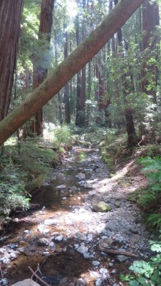 Redwood Creek, taken from a foot bridge.