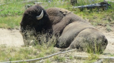 Bison at Dragon's Mouth Spring, taken from an elevated board walk.